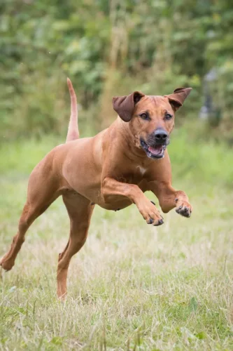 Rhodesian ridgeback 