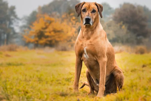 Rhodesian ridgeback – charakterystyka rasy
