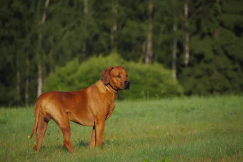 Rhodesian ridgeback – wygląd rasy