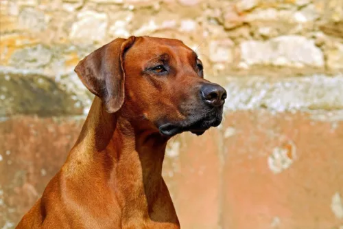 Rhodesian ridgeback – historia i pochodzenie rasy