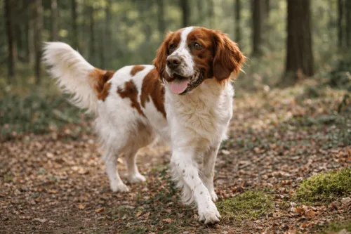 Seter irlandzki czerwono-biały – szkolenie rasy