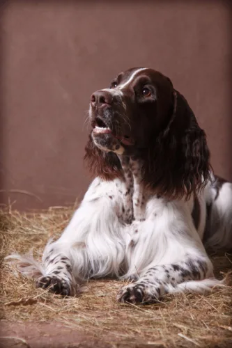 Springer spaniel angielski – zdrowie rasy