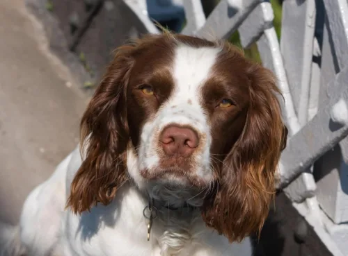 Springer spaniel angielski – cena rasy i koszt utrzymania
