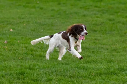 Springer spaniel angielski – żywienie rasy