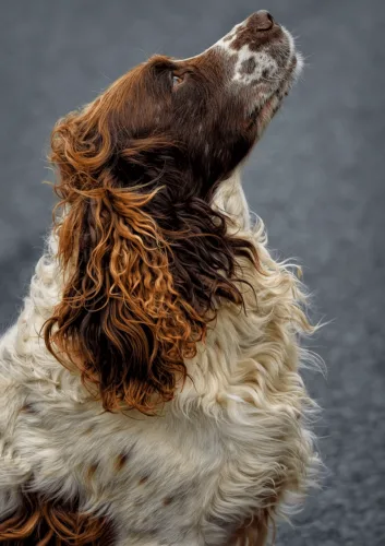 Springer spaniel angielski – wychowanie rasy