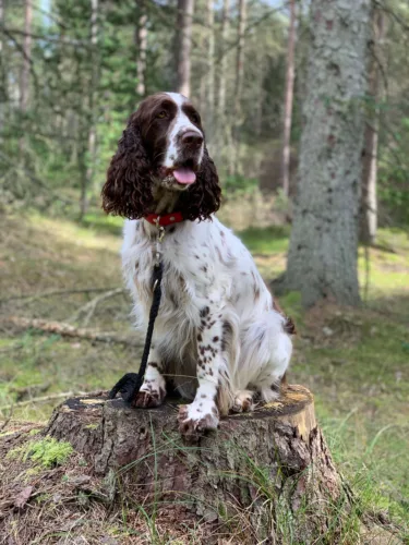 Springer spaniel angielski – pielęgnacja rasy