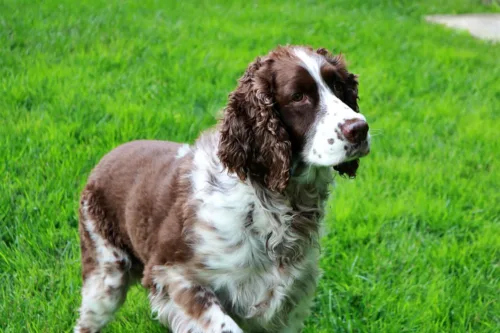 Springer spaniel angielski