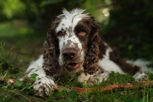 Springer spaniel angielski – charakterystyka rasy
