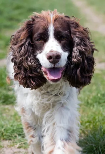 Springer spaniel angielski – wygląd rasy