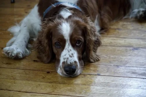Springer spaniel walijski – szkolenie rasy