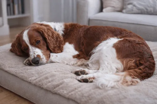 Springer spaniel walijski – pielęgnacja rasy