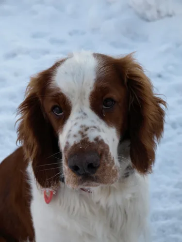 Springer spaniel walijski – charakterystyka rasy