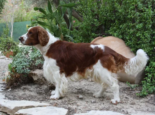 Springer spaniel walijski – wygląd rasy