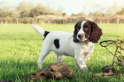 Springer spaniel angielski – historia i pochodzenie rasy