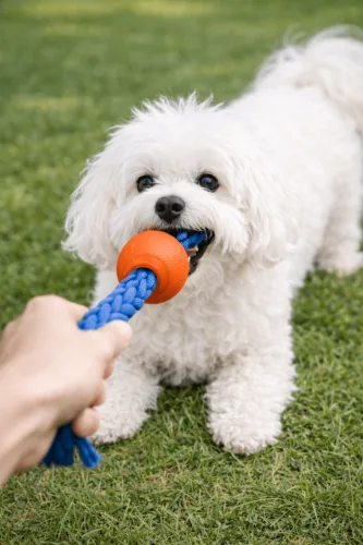 Bolończyk – pielęgnacja rasy