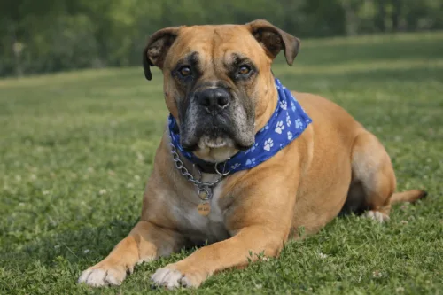 Bullmastiff – historia i pochodzenie rasy