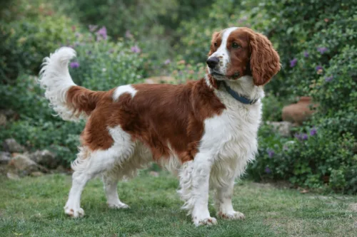 Springer spaniel walijski 