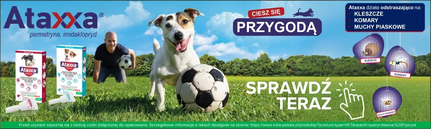 Strona główna
