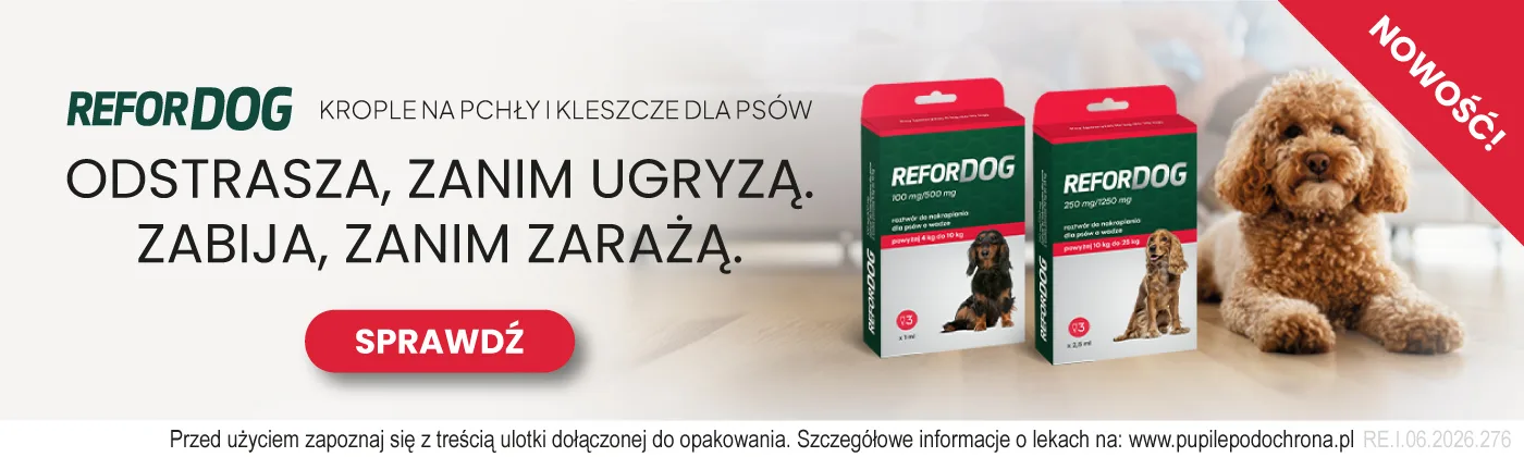 Strona główna