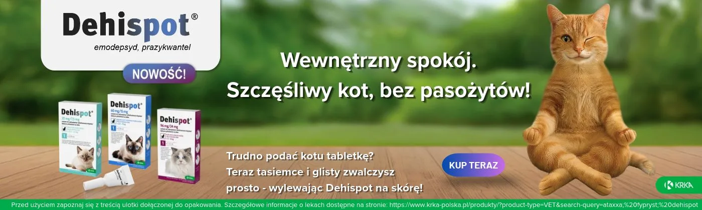 Strona główna