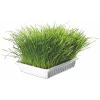 TRIXIE trawa dla kota Pudełko 130 g